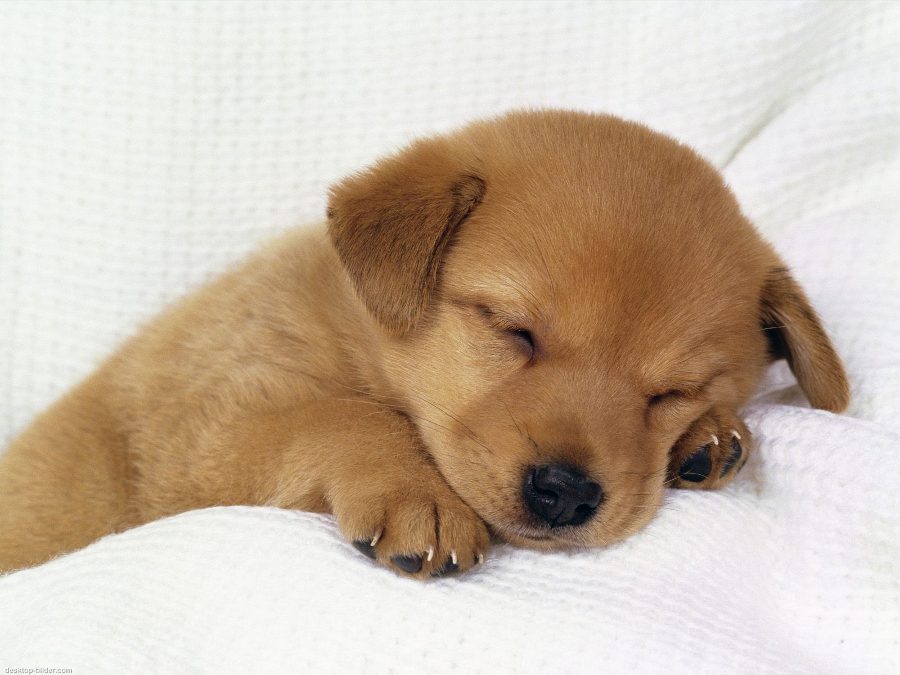 Ein ser Hund